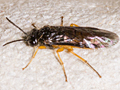 Halidamia affinis
